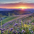 Super bloom in California desert