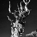 Standing strong for thousands of years - monochrome
